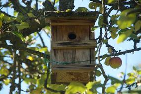 wooden Bird Feeder on Apple Tree