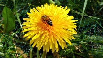Nature Bee and yellow flowers