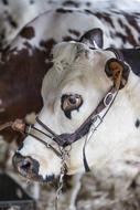 Profile portrait of the cute and beautiful, white cow on the farm