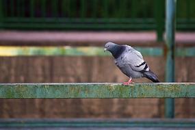 Dove Industry City