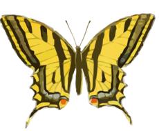 butterfly vintage yellow clip art