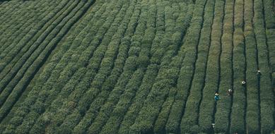 Plantage Plants Tea green