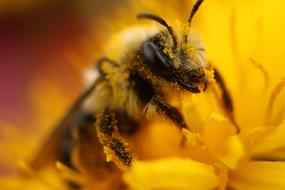 Bee Pollen Insect macro photo