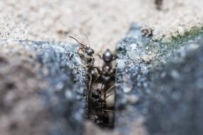 Ants Macro photo