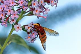 Osa Insect and flowers