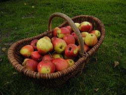 Harvest Apple red yellow