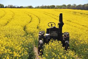 Field Of Rapeseeds and Tractors Age