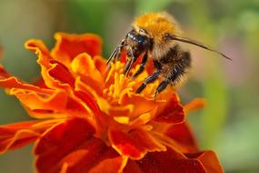 Hummel and Dahlia Nature