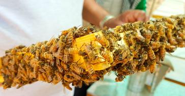 bees on a hive frame in hand