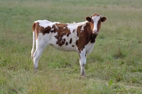 spotted cow on a green field
