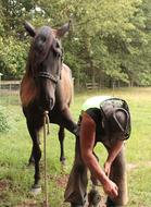 Farrier Horse and man