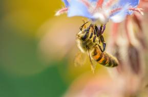 Bee Sunset