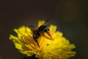 Bee Nectar and yellow flower