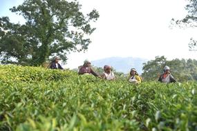 Garden Tea Worker people