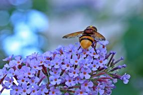 bee on lilac flower