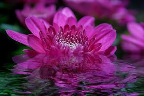 digital art, purple flower in water