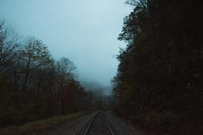 Railroad trees fog