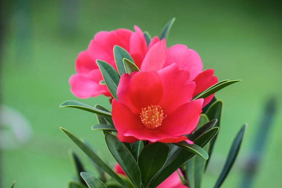 camelia red flowers close up