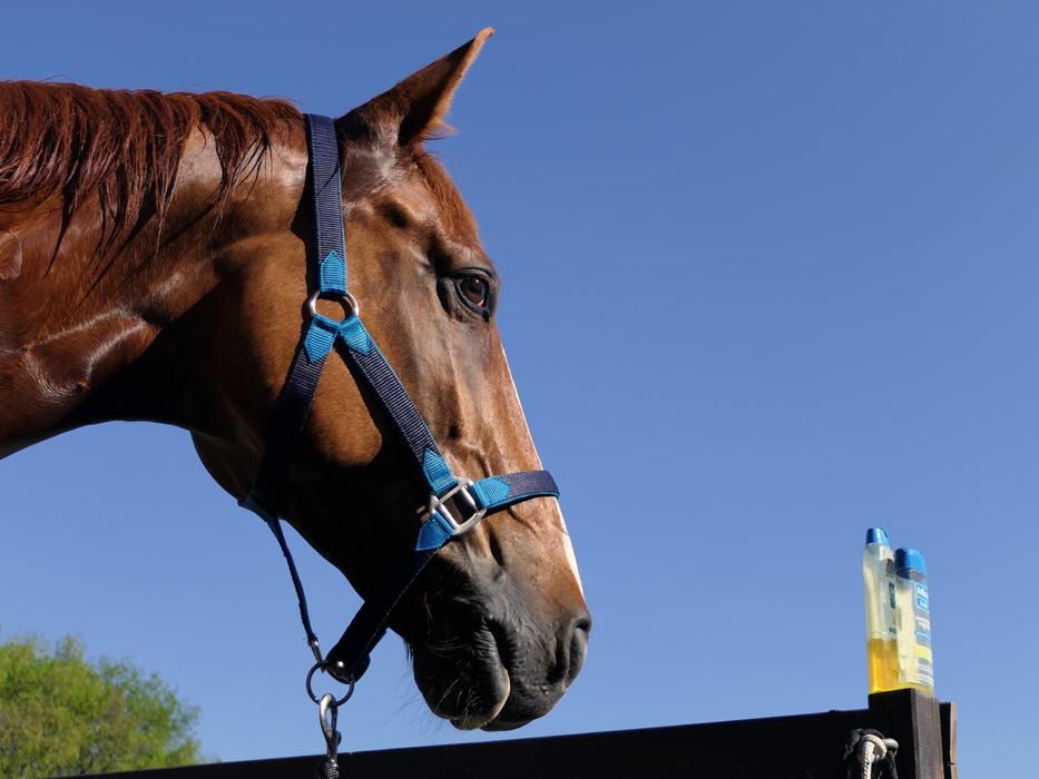 photo of a horse washing on a farm in the UK