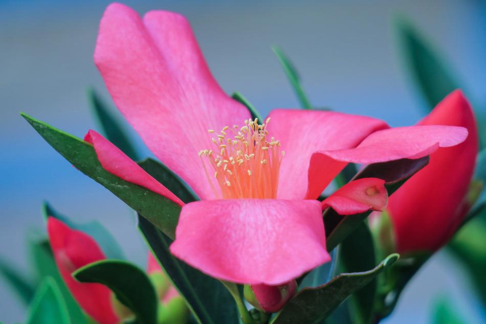 charming pink Tea Flower