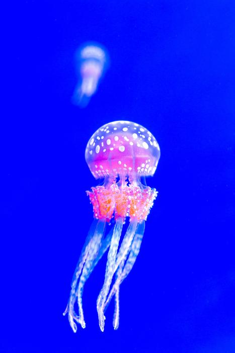 Jellyfish Desktop pink