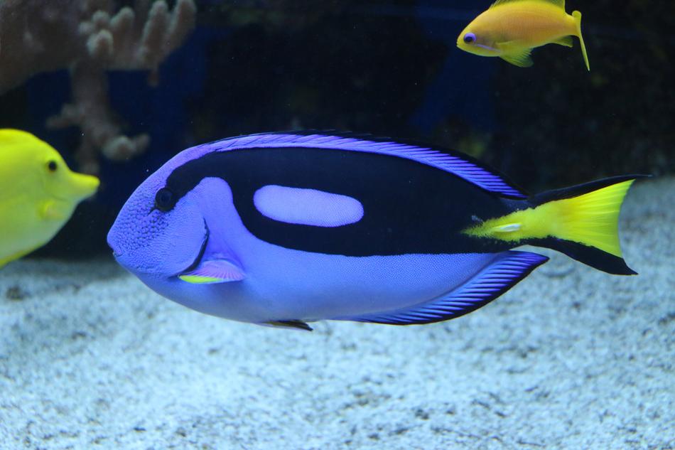 blue Doctor Fish