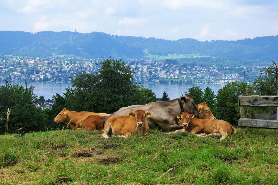 cows in a meadow in the suburbs of zurich