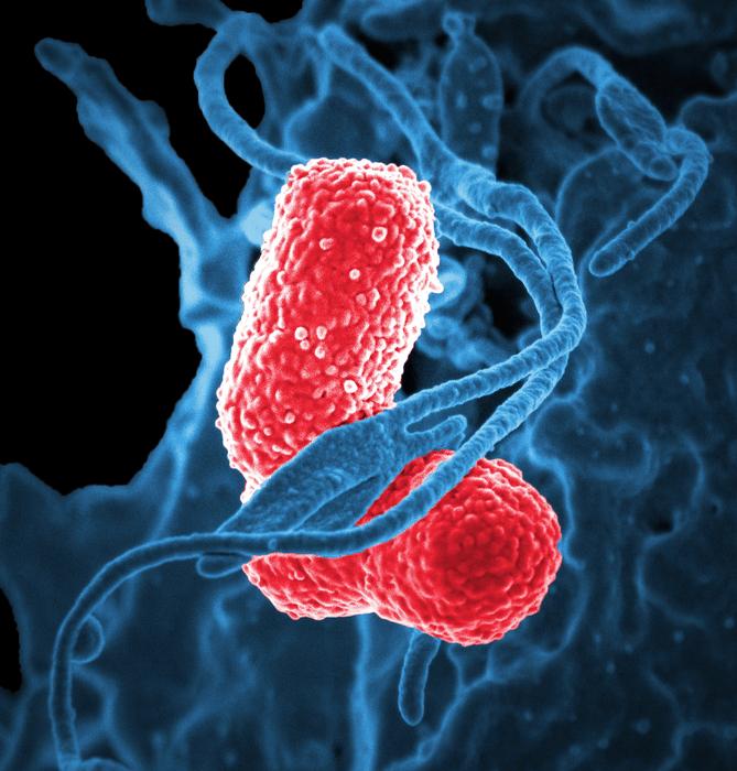 white blood cell image