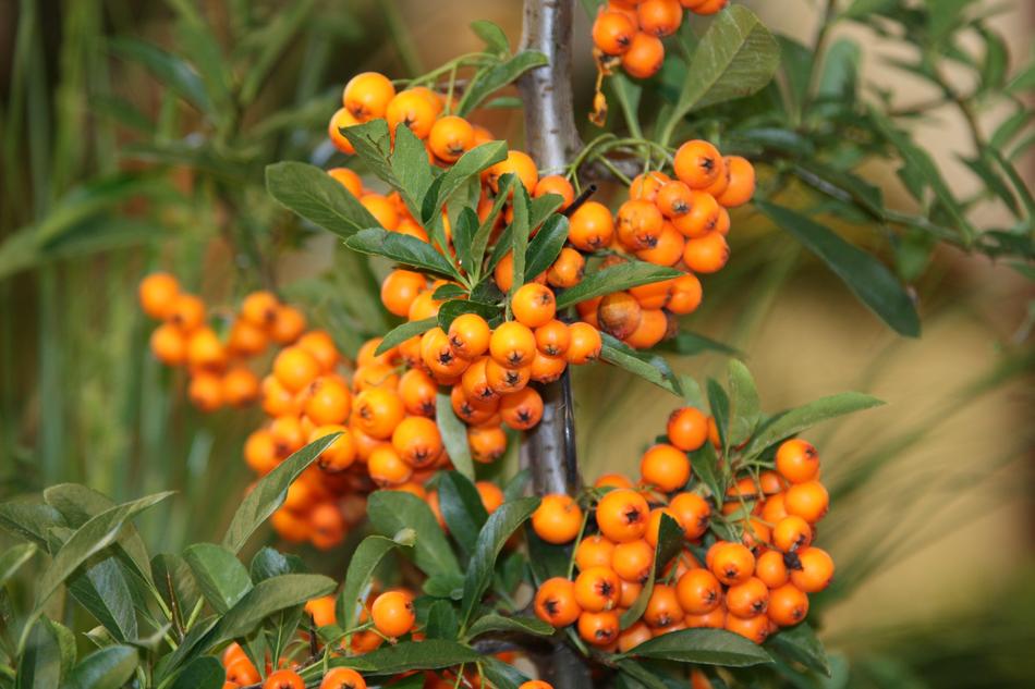 Fruit Sea Buckthorn