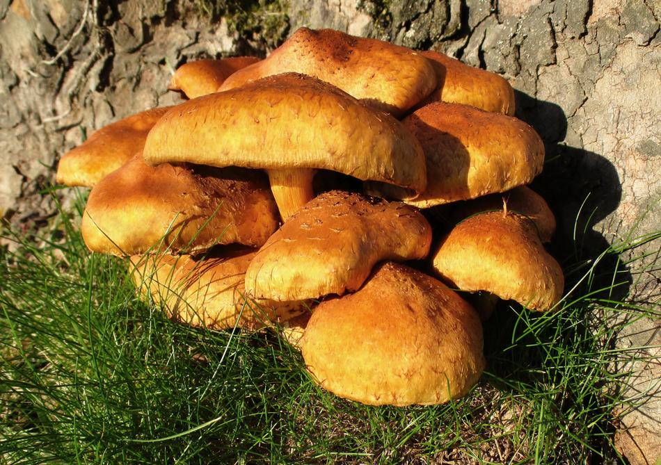 Mushroom Armillaria Gallica