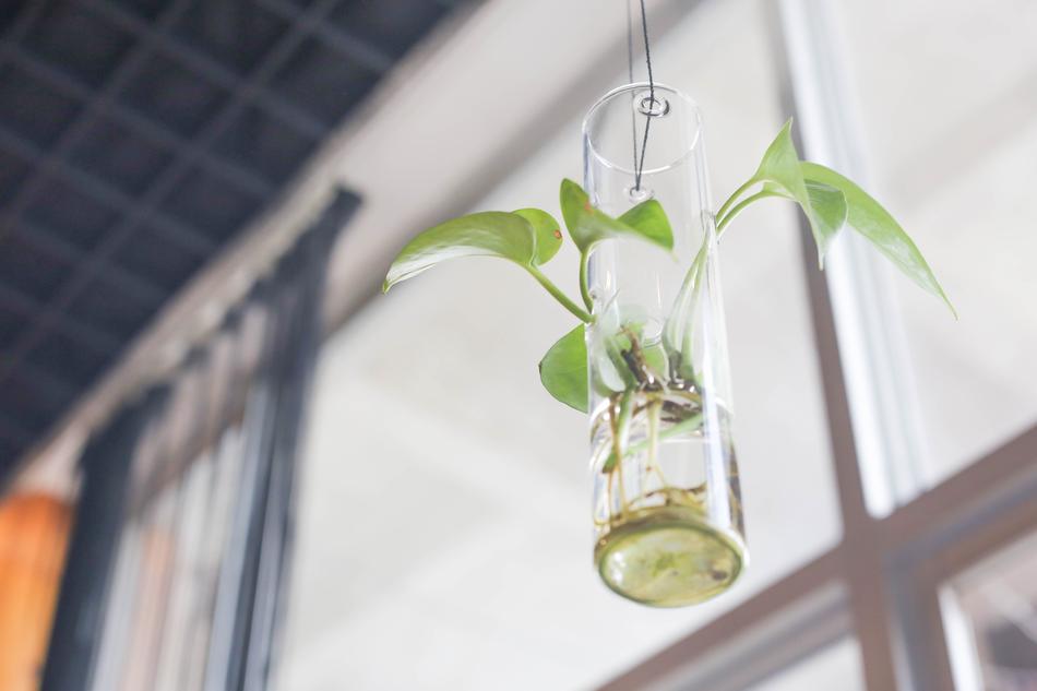 Bonsai Glass Biology