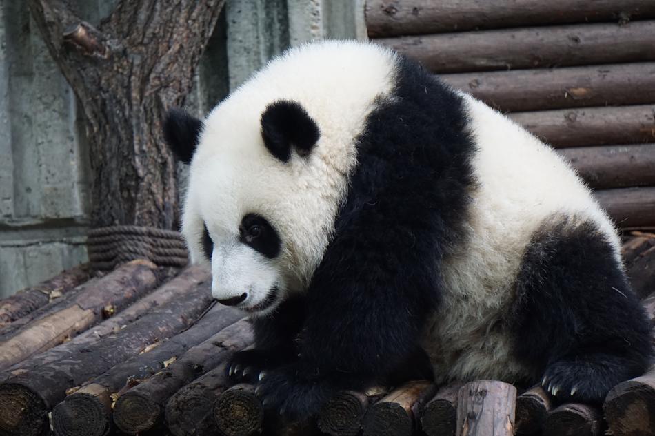 adult panda on logs at the zoo
