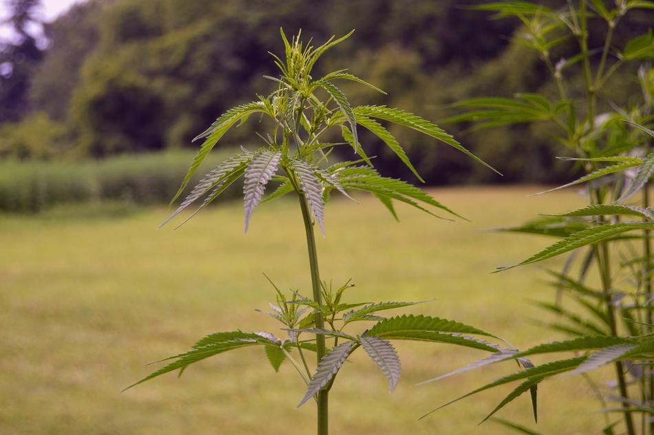 Hemp Plants on Farm