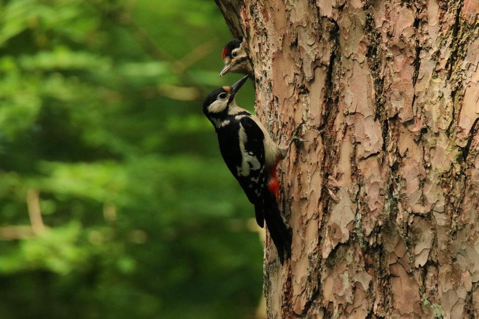 Woodpecker Great