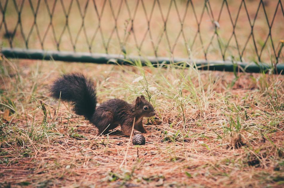 magnificent Squirrel