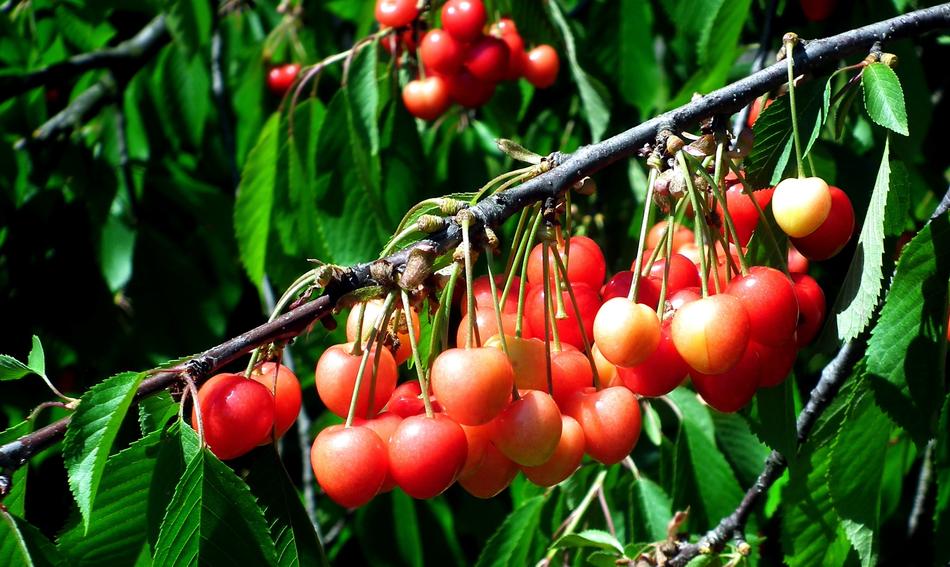red Cherries on a branch close-up on a sunny day