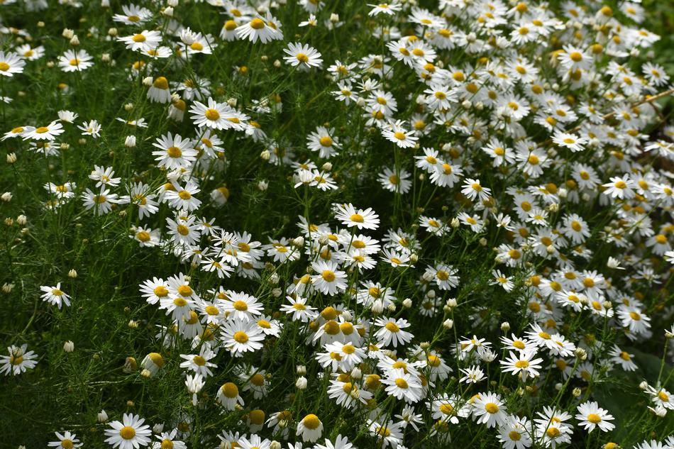 lot of Chamomile flowers, background