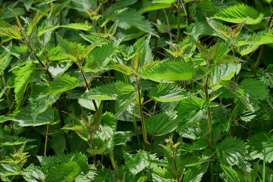 macro photo of green spring nettle