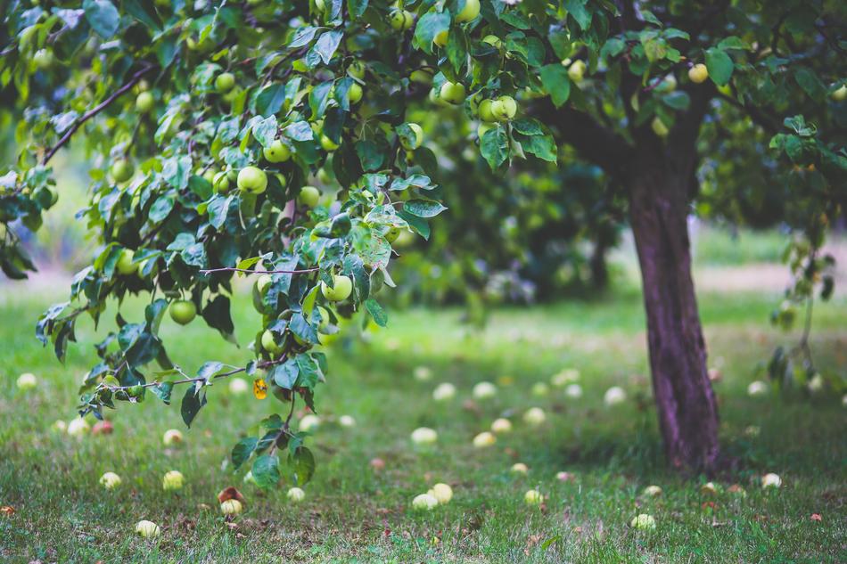 Apples on tree and on grass in garden