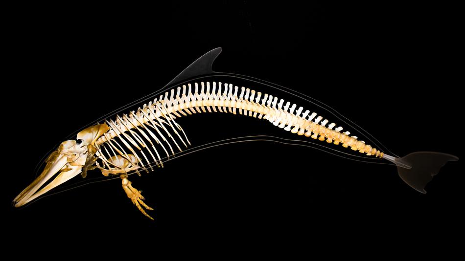 Dolphin Skeleton
