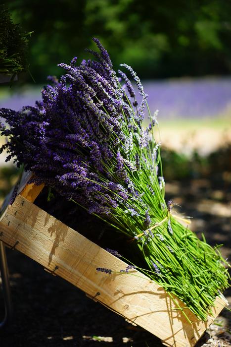 fragrant bouquet of lavender on a wooden box