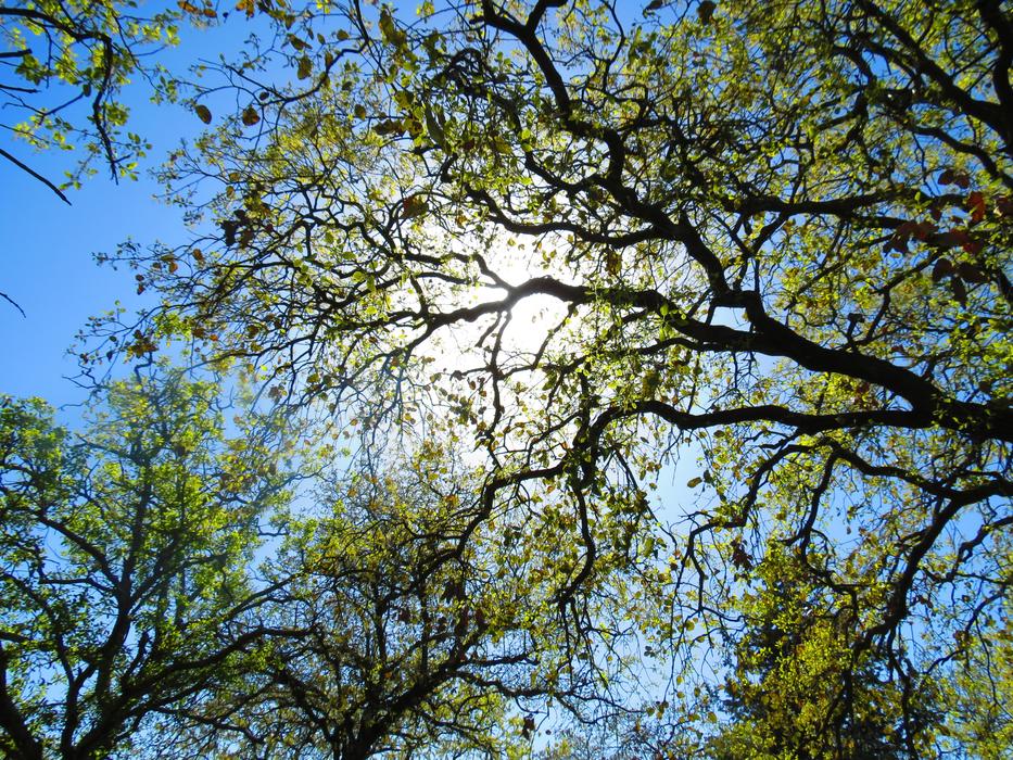 Tree Plant sun
