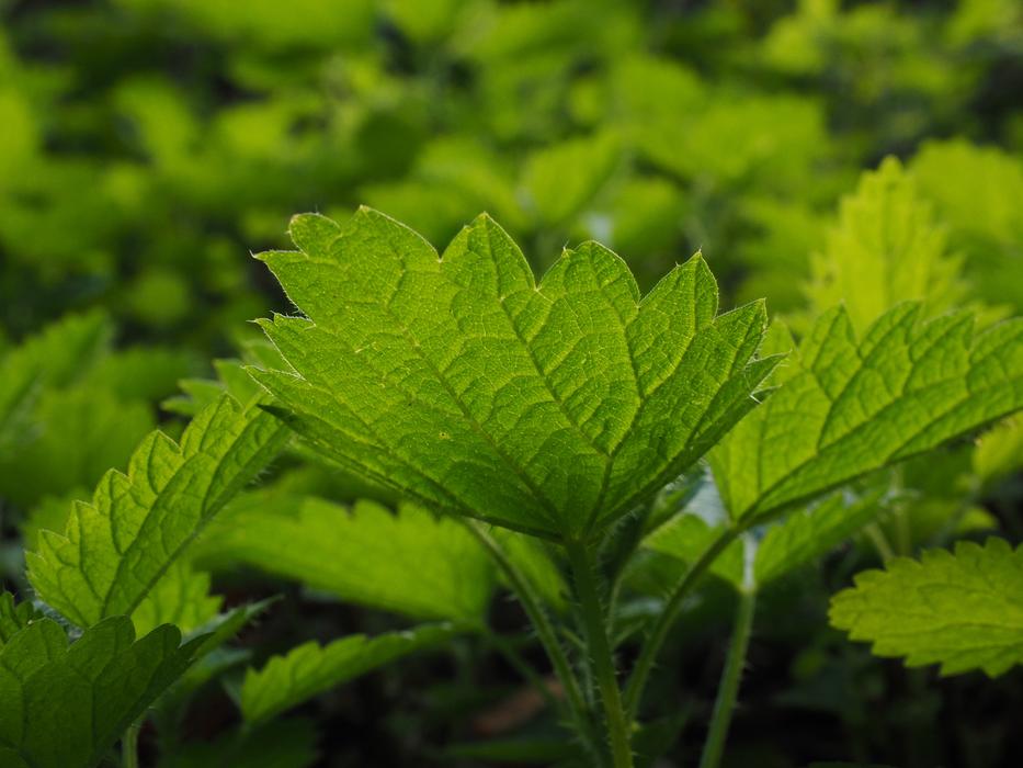 Small Nettle Stinging