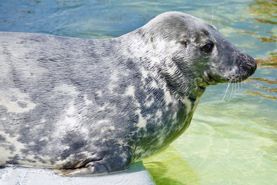 Seal Aquarium