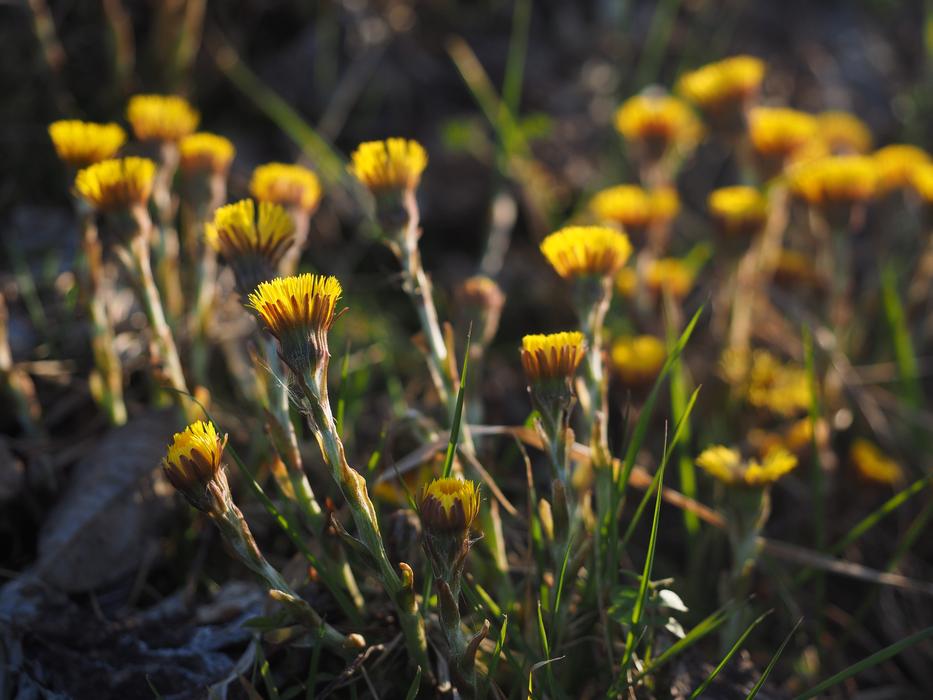 yellow Tussilago Flower