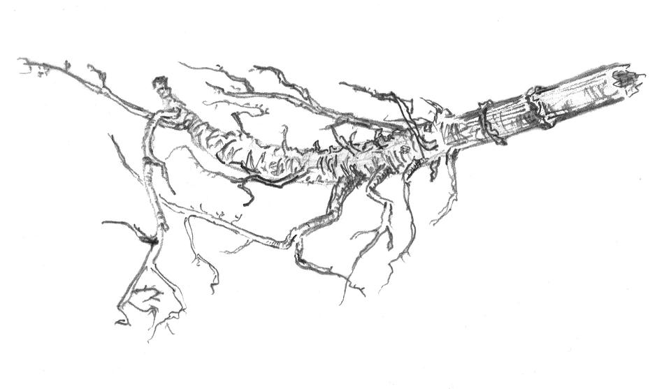 branch aesthetic nature drawing