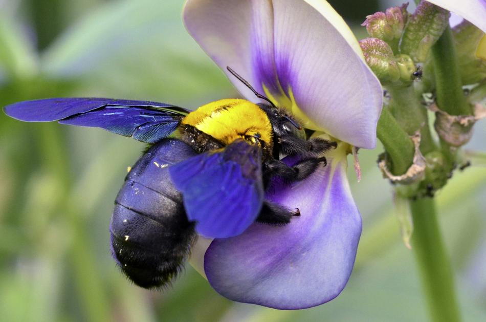 amazing Insect Bee