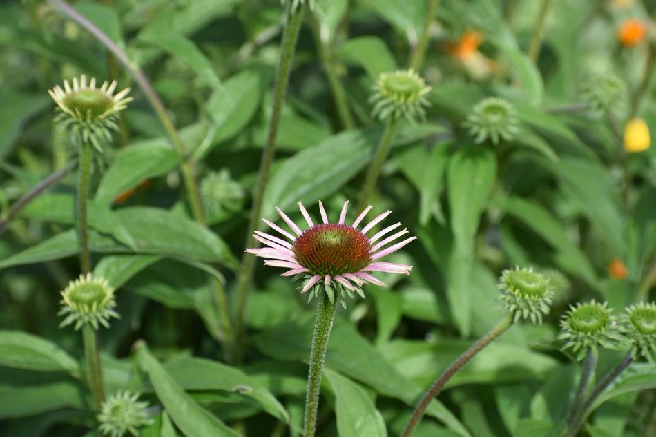Purple flower of Echinacea and green buds
