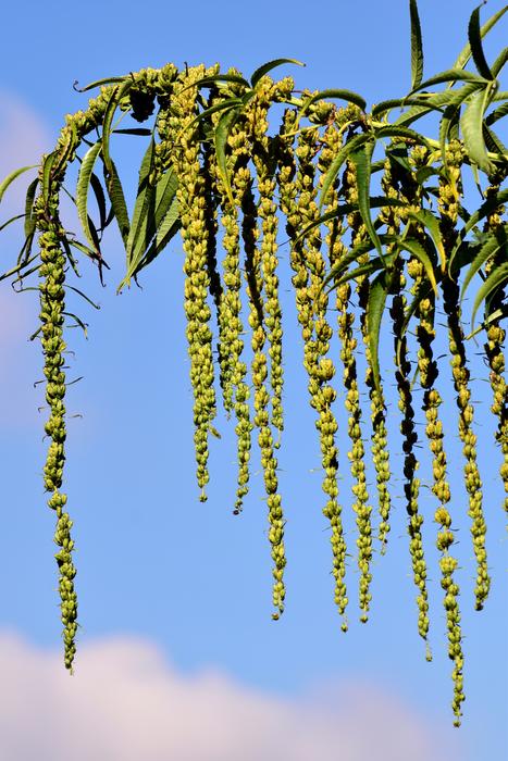 Yellow Hemp Datisca