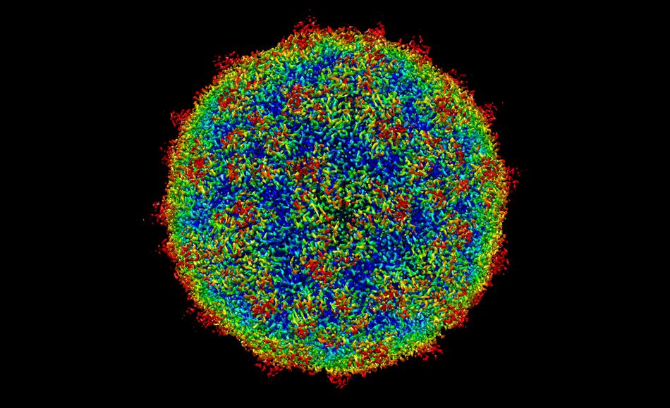 microscopic image of human rhinovirus c15a